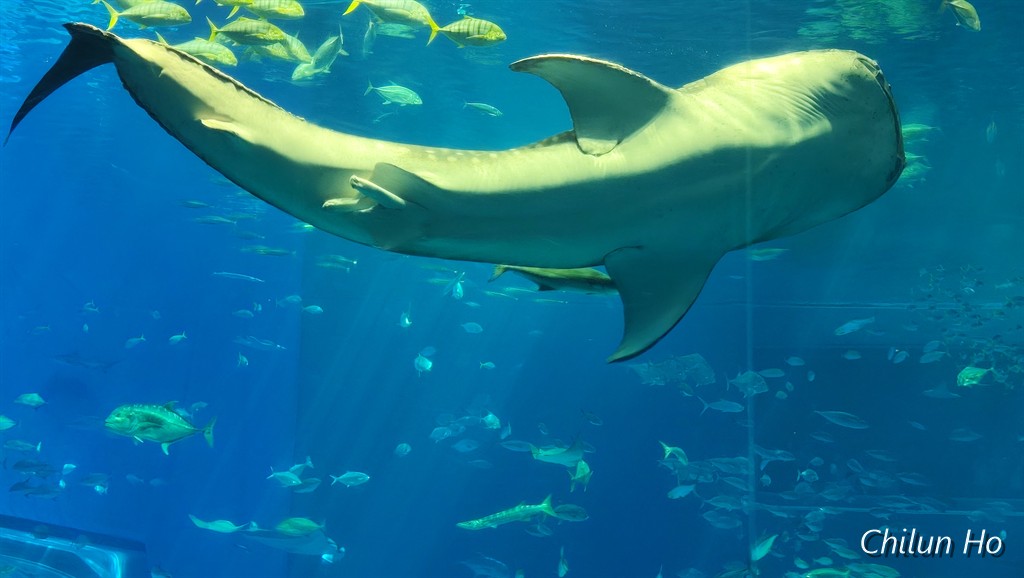 沖縄美ら海水族館